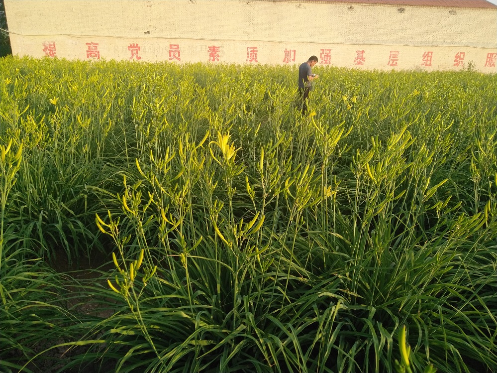 黃花菜烘干 黃花菜殺青 花花菜殺青烘干一體機